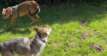 christophe pet sitter à Saint nolff 56250_1