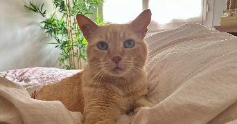 laurie pet sitter à QUINCIEUX 69650_1