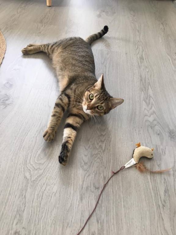 Valérie pet sitter à Linas 91310_5