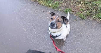 flavie pet sitter à CHAMPENOUX 54280_22