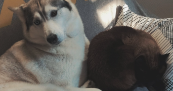 léa pet sitter à ST ANDRE DE CUBZAC 33240_2