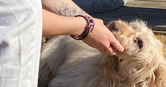 emma pet sitter à NANTES 44000_2