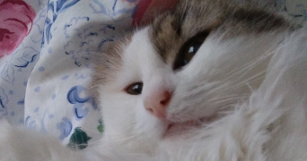 catherine pet sitter à CONFLANS STE HONORINE 78700_0