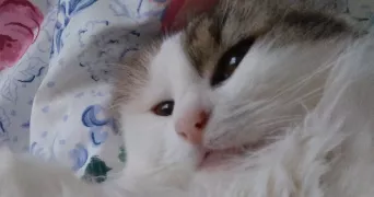 catherine pet sitter à CONFLANS STE HONORINE 78700