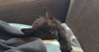 nael pet sitter à ARLES 13200_3