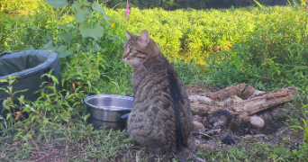 Manon pet sitter à Poitiers 86000_7