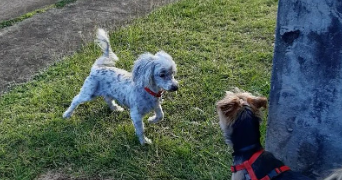 lydia dog sitter à 78180 MONTIGNY LE BRETONNEUX 78180_6