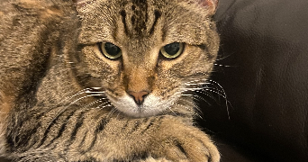 cindy pet sitter à AVIZE 51190_2