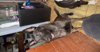 aodrena pet sitter à PLOURIN 29830_2