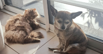candice pet sitter à ST AUBIN DES ORMEAUX 85130_1