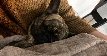 alice pet sitter à ST EGREVE 38120_2