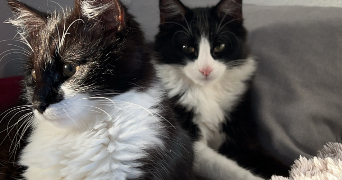 manon pet sitter à VANNES 56000_1