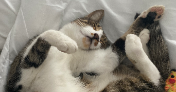 camille pet sitter à TOURS 37000_3