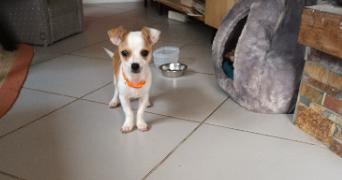 cindy pet sitter à NEUVILLE SUR OISE 95000_3