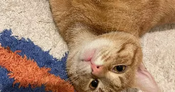 lina cat sitter à PARIS 11 75011
