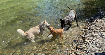 candie pet sitter à Perpignan 66000_5