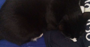 clara pet sitter à FONSORBES 31470_1