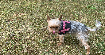 marie pet sitter à ST GERMAIN EN LAYE 78100_5