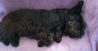 annie pet sitter à Saint-Saud-Lacoussière 24470_2