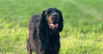 julie pet sitter à VILLERS BOCAGE 14310_0