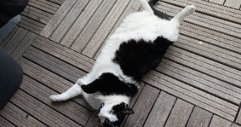 maëva pet sitter à ROYAN 17200_0