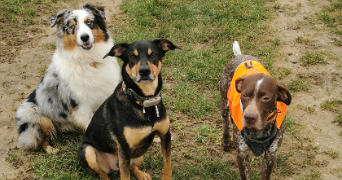 maude pet sitter à BREGY 60440_3