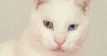 laetitia pet sitter à NORGES LA VILLE 21490_1