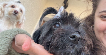 yosr pet sitter à HOUILLES 78800_2