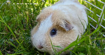 estérelle pet sitter à NOISY LE GRAND 93160_3