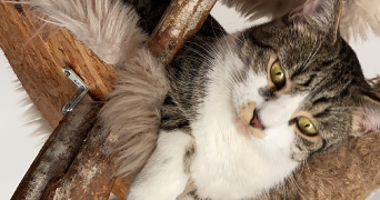 manon pet sitter à GENNEVILLIERS 92230_2