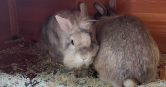 tsumi pet sitter à SEBOURG 59990_3