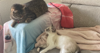 grétha cat sitter à MORDELLES 35310_6