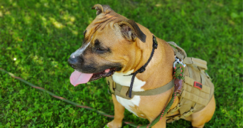 frederic pet sitter à NOISSEVILLE 57645_4