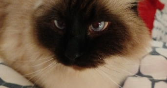 isabelle pet sitter à L ISLE D ABEAU 38080_4