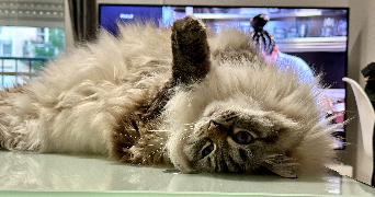 céline pet sitter à RUEIL MALMAISON 92500_1