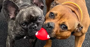 déborah asv  pet sitter à MUNSTER 68140