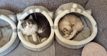 elodie pet sitter à CARNOULES 83660_2