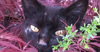 anouck pet sitter à Rennes 35000_1