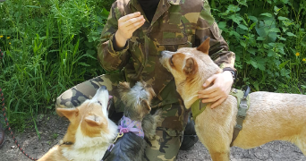 ruben dog sitter à ROUEN 76000_9