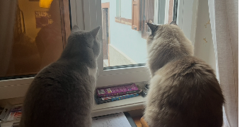 charlotte cat sitter à STRASBOURG 67000_4