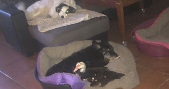 léna pet sitter à TOULOUSE 31400_2