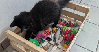 sidonie pet sitter à CARVIN 62220_4