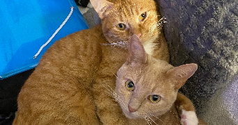 maëla pet sitter à BEGLES 33130_6