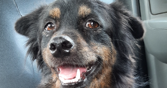 raphaelle pet sitter à MERIGNAC 33700_2