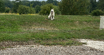 amine pet sitter à BRIE COMTE ROBERT 77170_1