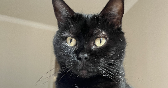 eugénie pet sitter à BREST 29200_4