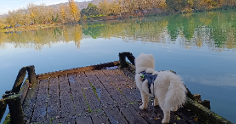 lydie pet sitter à RUMILLY 74150_2