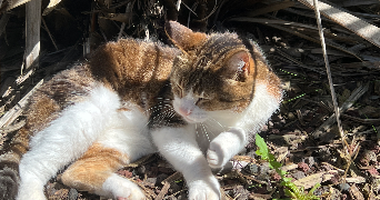 stéphanie pet sitter à PORDIC 22590_7