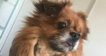 marie pet sitter à ETIVAL CLAIREFONTAINE 88480_1