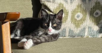 anais pet sitter à VILLEMOISSON SUR ORGE 91360_0